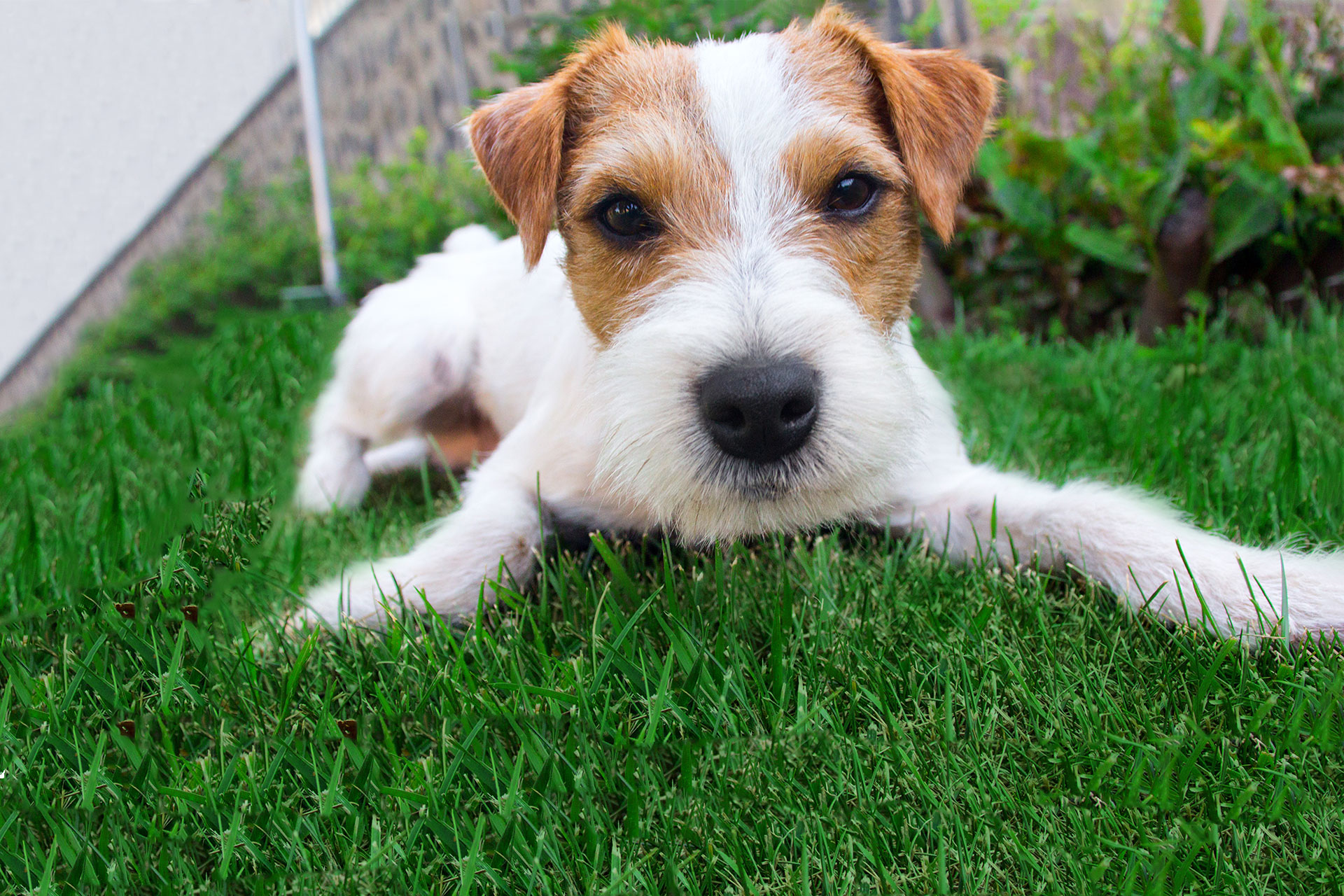 Boarding Vet in Sherman Lange Veterinary Hospital