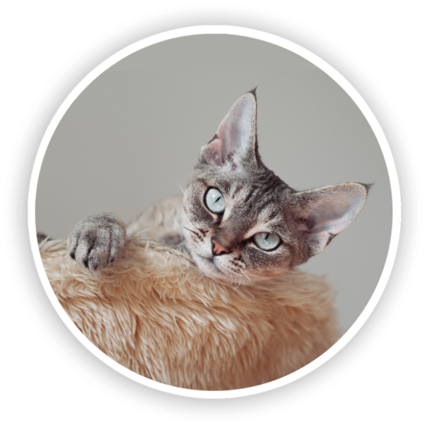 Boarding Vet in Sherman Lange Veterinary Hospital