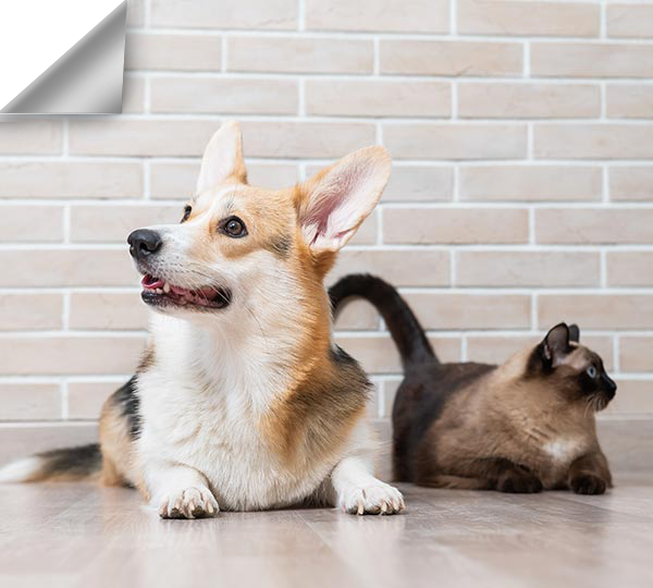 Veterinarian in Sherman Vets Near Me Lange Veterinary Hospital